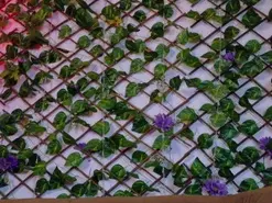 Amateur Adult Webcams of kloe_bella