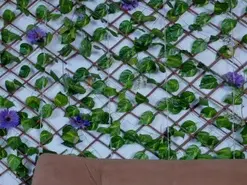 Amateur Sex Cam of kloe_bella