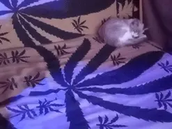 Amateur Live Sex of Tattoo_rider