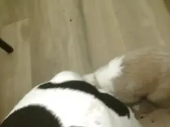 Amateur Nude Webcam of Beautyana