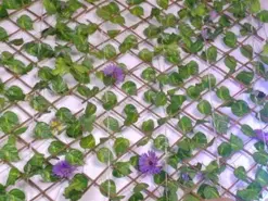 Amateur Live Sex of ashley_jonee