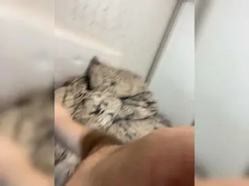 Bongacams Best Webcam of Oyster-lemon