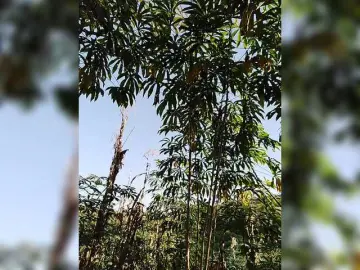 Bongacams Free Porn Cam of ROOMEXOTIC11