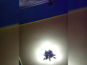 Bongacams Private Sex Chat of Fox981