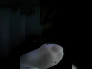 Bongacams Best live sex cam show of QueenAnitaDix