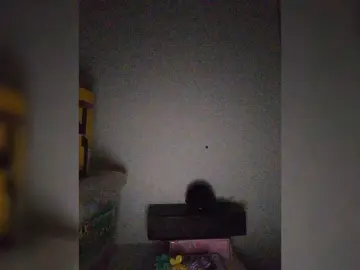 Bongacams Sex Cam of ZoeCamils