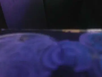 Bongacams Best Webcam of dankskank3