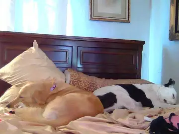 Bongacams Private Sex Chat of PaisleyDay