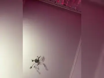 Bongacams Nude Webcam of Shawty420