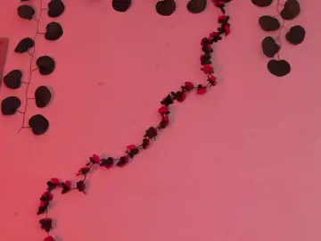 Bongacams Nude Webcam of Pamela-Velvet