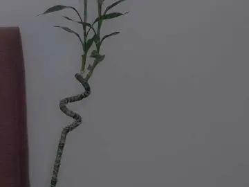 Bongacams Adult Video Chat of AnnyMe