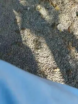 Cam4 Best live sex cam show of pandarosso1