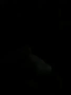 Cam4 Adult Webcams of Nolino20