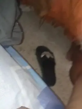 Cam4 Sex Chat of Nicoo301