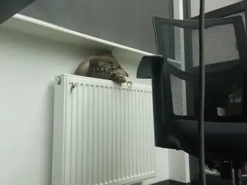 Cam4 Free Live Porn of samsam_sex