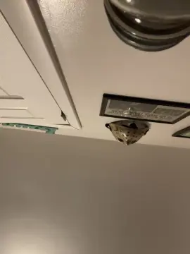 Cam4 Adult Video Chat of Love2cum4200