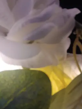 Cam4 Best Webcam of theflodarican