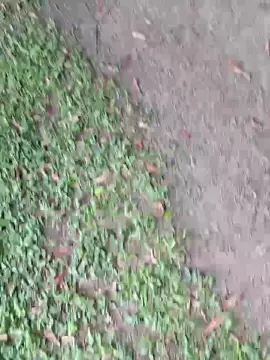 Cam4 Adult Webcams of Bozzolli