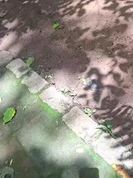 Cam4 Live Porn of Bozzolli