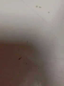 Cam4 Best live sex cam show of rulas232