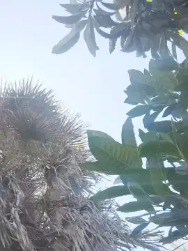 Cam4 Best live sex cam show of Felina_ros3