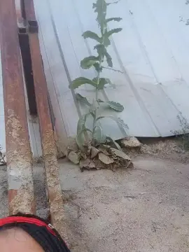 Cam4 Live Porn of Felina_ros3