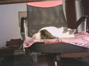 Cam4 Sex Cam of vecchioporco7