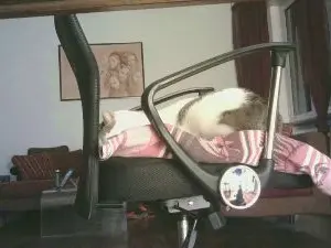 Cam4 Nude Webcam of vecchioporco7