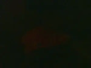 Cam4 Nude Webcam of thighwalker