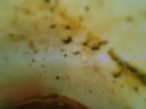 Cam4 Live Sex Cam of MisterT88