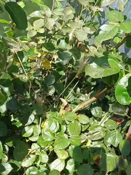 Cam4 Adult Webcams of Benjabigdick