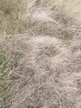 Cam4 Free Porn Cam of Fenix00000