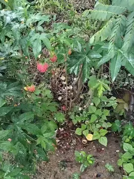 Cam4 Free Live Porn of DotPelo