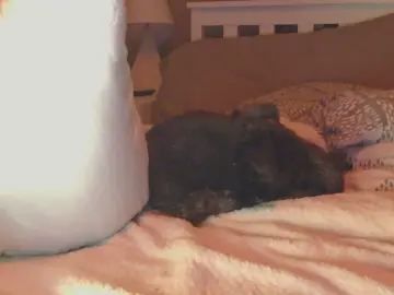 Cam4 Live Sex of BroHoles