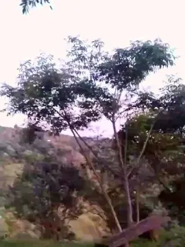 Cam4 Free Live Porn of Remote_live