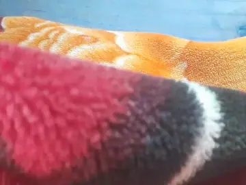 Cam4 Sex Chat of Sixpiar