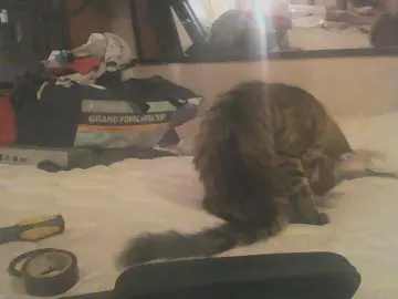 Cam4 Best Webcam of Littleguy25