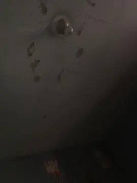 Cam4 Live Porn of Dgiansprid