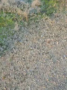 Cam4 Live Sex of Chicoo20155