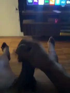 Cam4 Free Live Porn of pretohcrocante