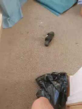 Cam4 Live Sex of Poki31583