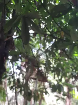 Cam4 Private Sex Chat of Guto6000