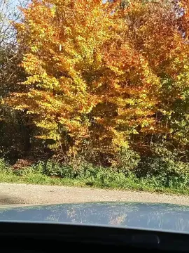 Cam4 Adult Video Chat of lausansex1