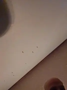 Cam4 Adult Video Chat of MisteryKiddo