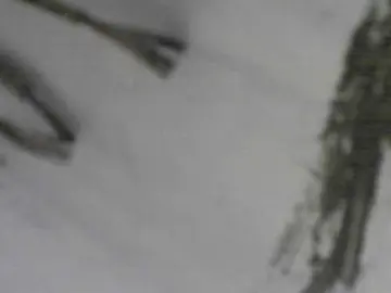 Cam4 Watch Live Sex Cams of Wiesencoltx