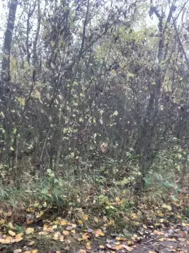 Cam4 Adult Webcam of Joueurh