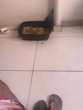 Cam4 Free Porn Cam of almeidavieir