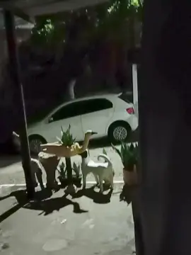 Cam4 Sex Cam of Dotados_sexy