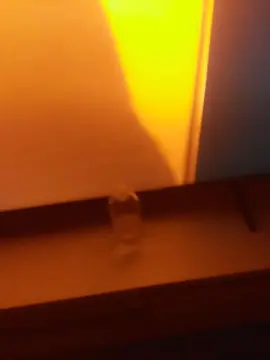 Cam4 Adult Webcam of angelsafadinh44