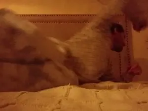 Cam4 Best live sex cam show of Xsmp